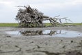 Root of a dead tree