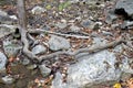 Root of a Dead Tree Snaking Over Rocks