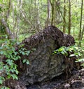 Root disk of fallen tree Royalty Free Stock Photo