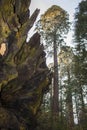 Contrast Giant Redwood Sequoia Tree Roots from Dead Tree with Ta Royalty Free Stock Photo