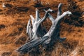 Root of a dry tree, Jizera Mountains, Poland Royalty Free Stock Photo