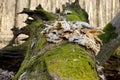 The root of a fallen tree covered with moss Royalty Free Stock Photo