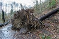 Root of a fallen tree after windfall