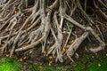 Root of Ficus Benjamina