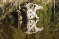 Root in the form of a mythical figure in the lake Mummelsee