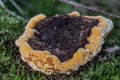 Root fungus on the forest