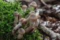 Root fungus on the forest