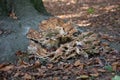 Root fungus on old tree Royalty Free Stock Photo
