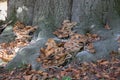Root fungus on old tree Royalty Free Stock Photo