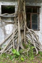 Root of giant tree Royalty Free Stock Photo