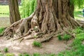 The root of the giant tree. Mystical photo Royalty Free Stock Photo