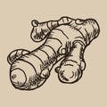 The root of ginger engraving. A fragrant tea spice in the sketch style. Vector illustration. Royalty Free Stock Photo