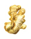 Root of ginger