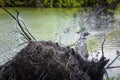 Root of a large fallen tree on the edge of the lake. Green water and forest on the other side of the lake Royalty Free Stock Photo