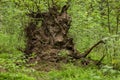 Root of a large fallen tree in the forest Royalty Free Stock Photo