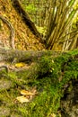 Root of a large tree covered with moss base of a forest magical close-up against a background of moss trees