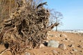 the root of a large tree after storm. sandy stone coast of the Gulf Finland sea Royalty Free Stock Photo