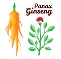 Root and leaves panax ginseng. Healthy lifestyle. For traditional medicine, gardening. Biological additives are. Vector