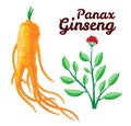 Root and leaves panax ginseng. Healthy lifestyle. For traditional medicine, gardening. Biological additives are. Vector