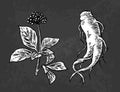 Root And Leaves Panax Ginseng. Vector Black And White Engraving Vintage Illustration Of Medicinal Plants. Biological