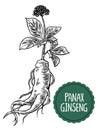 Root and leaves panax ginseng. Vector black and white engraving vintage illustration of medicinal plants. Biological