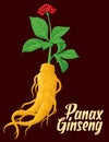 Root And Leaves Panax Ginseng. Vector Colorful Flat Illustration Of Medicinal Plants. Biological Additives Are. Healthy Lifestyle