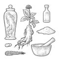 Root and leaves panax ginseng. Vector engraving illustration