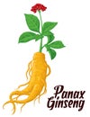 Root and leaves panax ginseng. Vector engraving Royalty Free Stock Photo