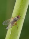 D35 P1010036 root-maggot fly Anthomyiidae sp copyright ernie cooper 2019