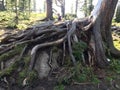 the root of an old cedar in Ergaki encircles the stone Royalty Free Stock Photo