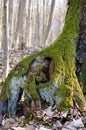 The root of an old tree covered with moss Royalty Free Stock Photo