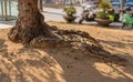 Root of an old tree in the shadow of branches on the ground