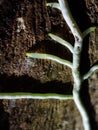 Root of orchid on phloem, which look like roads Royalty Free Stock Photo