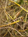 this is the root of an orchid plant that has started to dry out. Taken on November 24, 2022 in Indonesia.