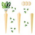 Root parsley for banners, flyers, posters, social media. Half root parsley and sliced. Root parsley with leaves. Root