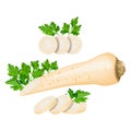 Root parsley for banners, flyers, posters, social media. Half root parsley and sliced. Fresh organic and healthy, diet