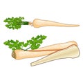 Root parsley for banners, flyers, posters, social media. Whole root parsley and half. Organic, healthy, diet, vegetarian