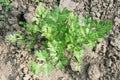 Root Parsley Royalty Free Stock Photo