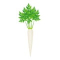 Root parsley with leaves on a white background.