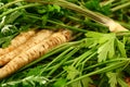 Root Parsley roots on its leaves Royalty Free Stock Photo