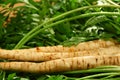 Root Parsley roots on its leaves Royalty Free Stock Photo