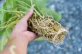 Root of philodendron burle marx variegated after long time plant