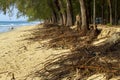 Root of pine and nature on beach