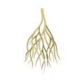 Root of plant, rhizoma, rootstalk. Botany or dendrology element vector illustration