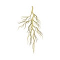 Root of plant, underground stem, rhizoma. Botany or dendrology design element vector illustration