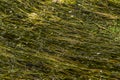 Root plants and aquatic flowers washed away by a river current