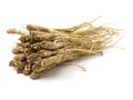 The root of radix platycodi is used extensively as an anti-inflammatory in the treatment of coughs and colds. In Korea, the plant Royalty Free Stock Photo