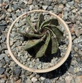 Root rot Astrophytum ornatum cactus closeup Royalty Free Stock Photo