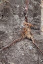 Root sapling in landing pit