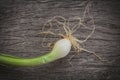 Root of scallion or onion plant on old wood.